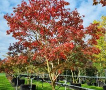 Japanse esdoorn herfst