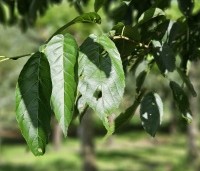 Alnus x spaethii 'Spaeth' - Els 'Spaeth' - 1
