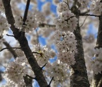 Prunus x yedoensis  - Yoshinokers - 1