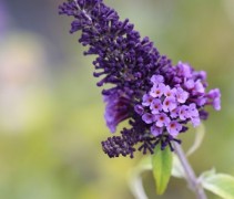 Buddleja davidii 'Empire Blue'