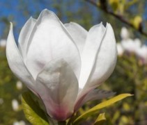Magnolia soulangeana 'Alexandrina'