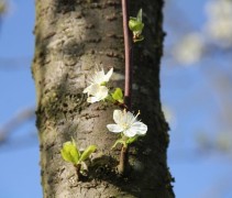Prunus reine claude d' Oullins