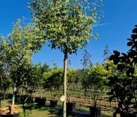 Acer negundo 'Flamingo' - Bonte Vederesdoorn - 2