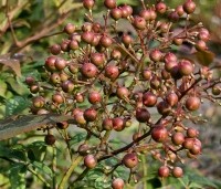 Nandina domestica - Hemelse bamboe - augustus 2024