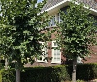 Tilia x europaea 'Euchlora' - Linde - 4