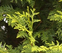 Thuja occ Brabant