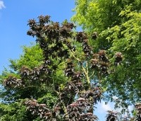 Sambucus nigra 'Black Tower'  - Zuil vlier 'Black Tower' - 1
