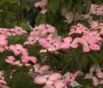 Cornus kousa Satomi