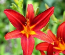 Hemerocallis 'Sammy Russel' uit borderpakket G