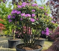 Rhododendron 'Catawbiense Boursault'  - Rododendron 'Catawbiense Boursault'  - 1