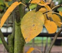 Amelanchier laevis 'Snowflakes' - Krentenboompje - 2