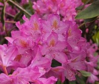 Rhododendron ponticum 'Roseum' - Bosrhododendron 'Roseum' - 3