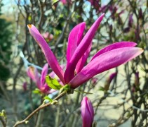 Magnolia Betty