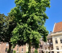 Tilia volwassen boom