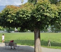 Aesculus hippocastanum - Witte paardenkastanje - knotvorm dakvorm