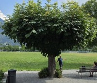 Aesculus hippocastanum - Witte paardenkastanje - knotvorm  dakvorm in stadspark Interlaken