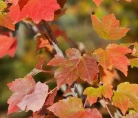 Acer rubrum 'October Glory' - Amerikaanse esdoorn - 1