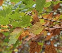 Platanus hispanica - Plataan - 1