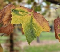Platanus hispanica - Plataan - 2