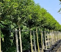 Prunus lusitanica 'Angustifolia' - Portugese laurier - 4