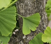 Ginkgo biloba - Japanse Notenboom - 2