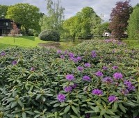 Rhododendron 'Catawbiense Grandiflorum' - Rododendron 'Catawbiense Grandiflorum' - 3