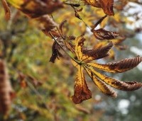 Aesculus hippocastanum 'Baumannii' - Dubbelbloemige paardenkastanje - 2