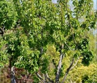 Prunus avium 'Bigarreau Napoleon' - Prunus avium 'Bigarreau Napoleon' - 2