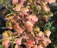Cotinus Golden Spirit - Geelbladige pruikenboom - 1