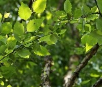 Betula nigra - Zwarte berk - 1