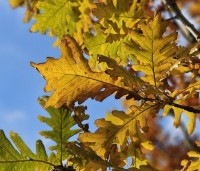 Quercus frainetto - Hongaarse eik - 2