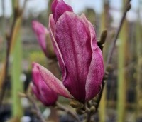 Magnolia 'Starburst' - Magnolia 'Starburst' - 1