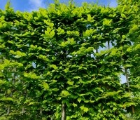 Carpinus betulus - Haagbeuk - 2