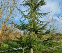 Cedrus libani - Libanonceder - 2