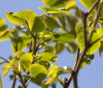 Cercis chinensis 'Avondale' blad