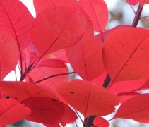Herfstrood blad in de Roodbladige Pruikenboom