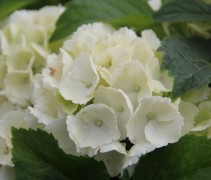 Hortensia Forever & Ever White met prachtige bollen van witte bloemen