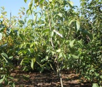 Juglans regia 'Buccaneer'
