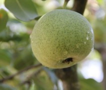 Pyrus communis 'Saint Remy'