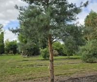 Pinus sylvestris 'Glauca' - Grove den 'Glauca' - 5