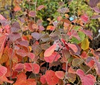 Hamamelis intermedia 'Ruby Glow' - Toverhazelaar 'Ruby Glow' - herfst