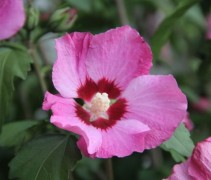 Hibiscus 'Pink Giant'