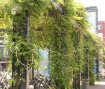 Wisteria Sinensis Prolific