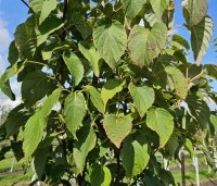 Davidia involucrata 'Sonoma' - Vaantjesboom 'Sonoma' - 1