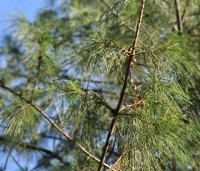 Pinus strobus - Weymouthden - 3
