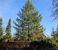 Pinus strobus - Weymouthden - 1