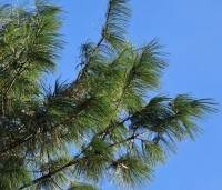Pinus strobus - Weymouthden - 2