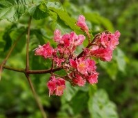 Aesculus x carnea 'Briotii'  - Rode Paardenkastanje - 2