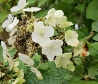 Hydrangea quercifolia - Eikenbladhortensia - 1