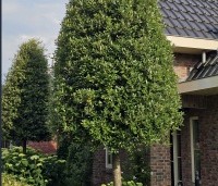 Quercus ilex - Steeneik - 6